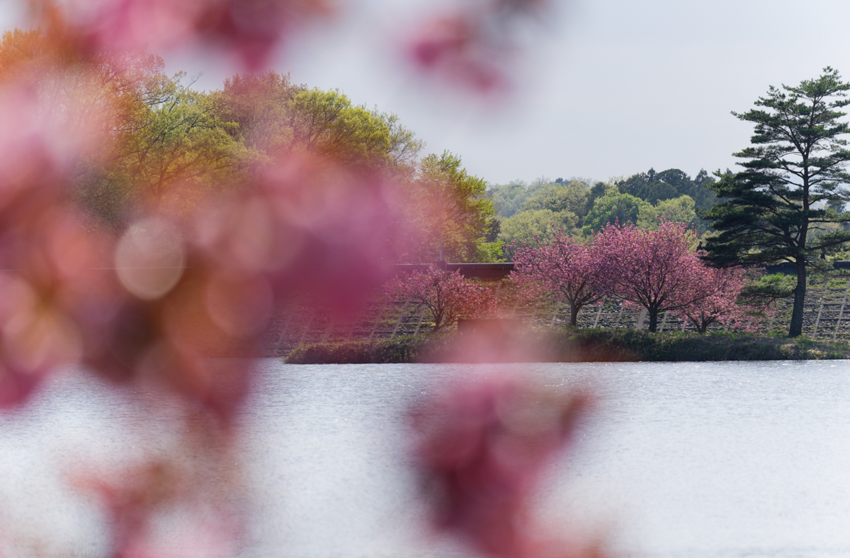 🌸 湖面に浮かぶ桜の島、日野川ダムの「八重桜」が美しすぎた