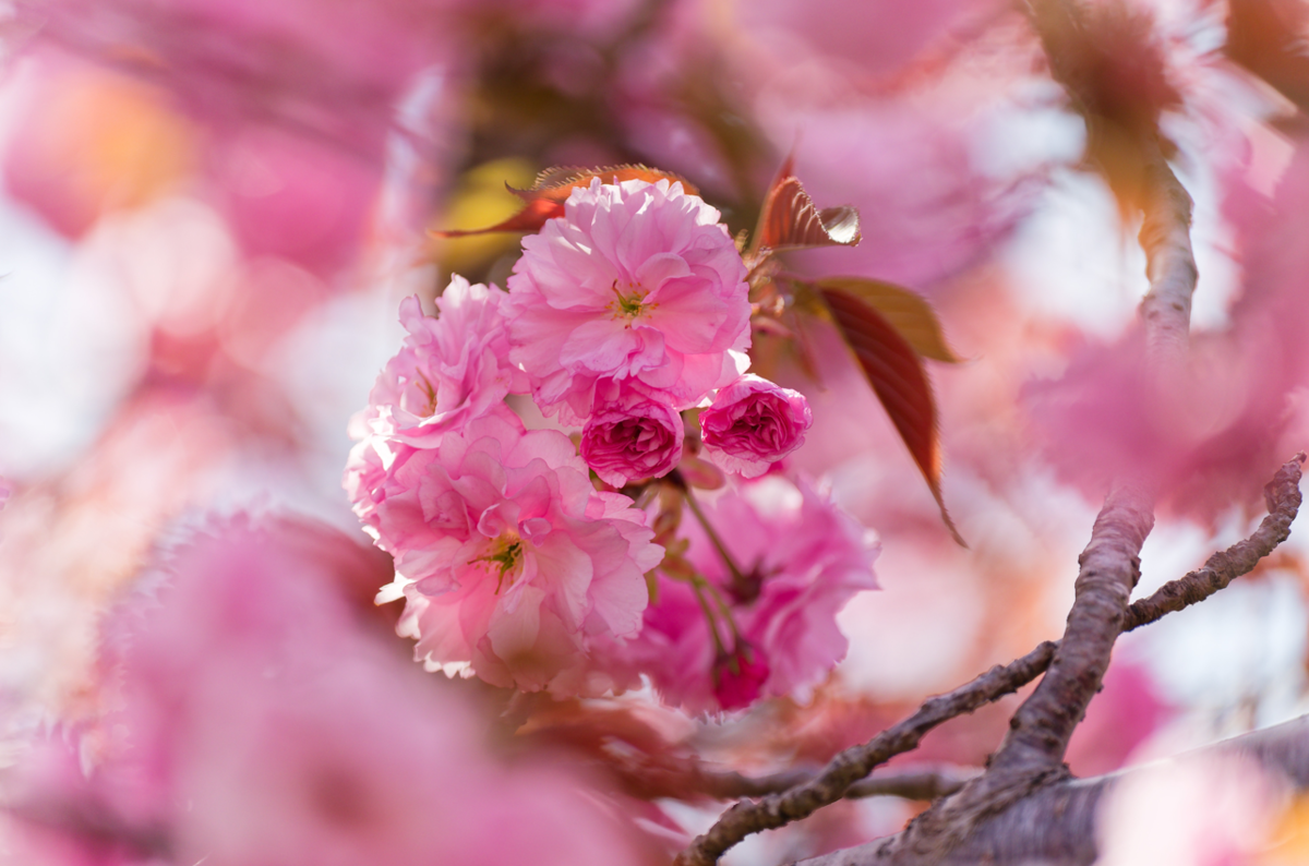 🌸 湖面に浮かぶ桜の島、日野川ダムの「八重桜」が美しすぎた