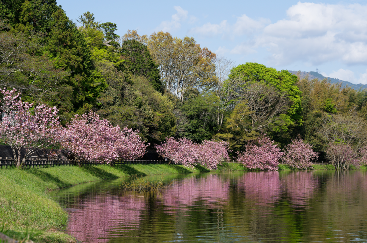 🌸 湖面に浮かぶ桜の島、日野川ダムの「八重桜」が美しすぎた