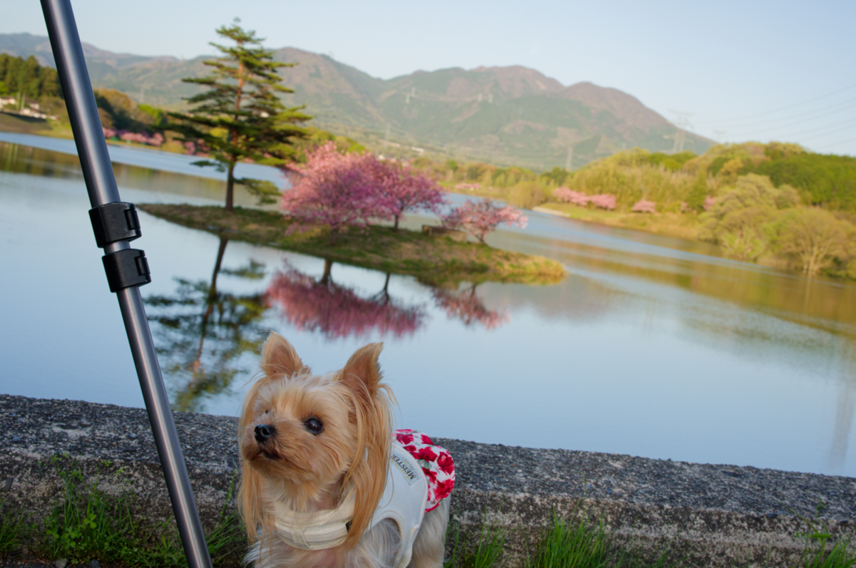🌸 湖面に浮かぶ桜の島、日野川ダムの「八重桜」が美しすぎた