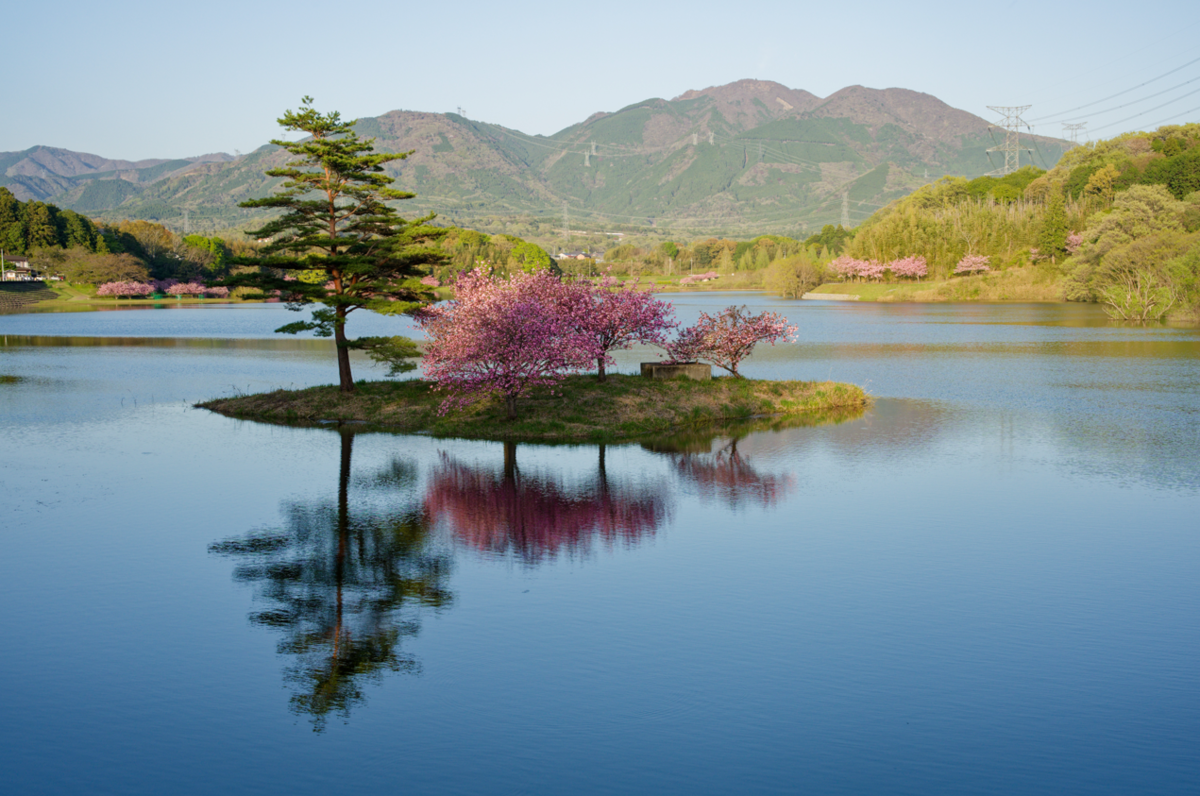 🌸 湖面に浮かぶ桜の島、日野川ダムの「八重桜」が美しすぎた
