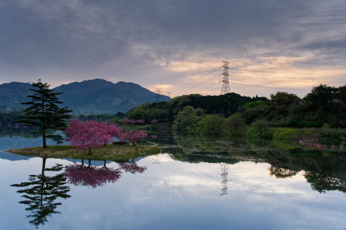 🌸 湖面に浮かぶ桜の島、日野川ダムの「八重桜」が美しすぎた