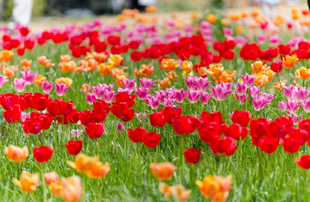 【滋賀】アグリパーク竜王で春を撮る。チューリップとネモフィラの共演