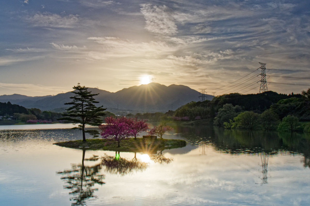 🌸 湖面に浮かぶ桜の島、日野川ダムの「八重桜」が美しすぎた