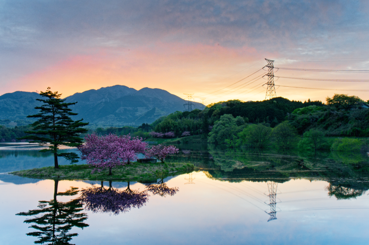 🌸 湖面に浮かぶ桜の島、日野川ダムの「八重桜」が美しすぎた