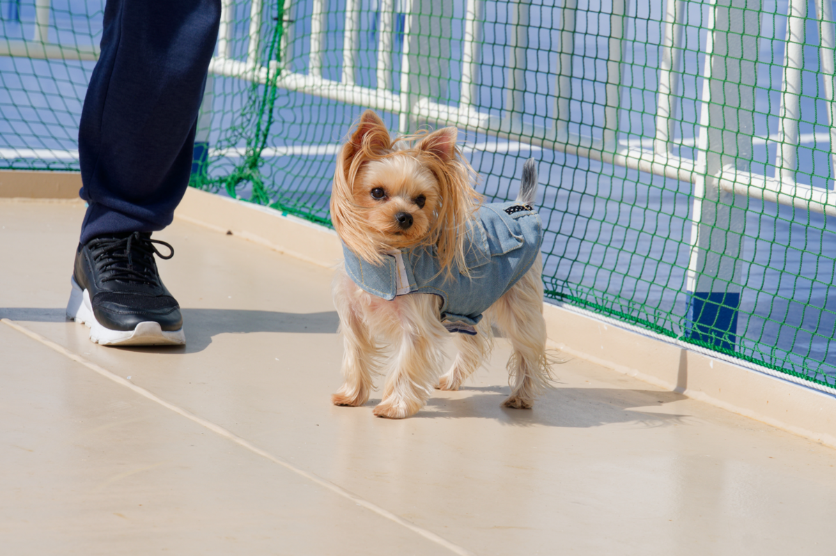関西から北海道へ！愛犬🐾と楽しむ「新日本海フェリー　けやき」新造船の船旅