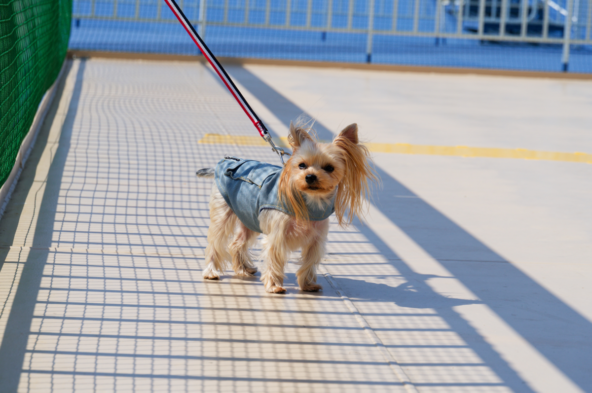 関西から北海道へ！愛犬🐾と楽しむ「新日本海フェリー　けやき」新造船の船旅