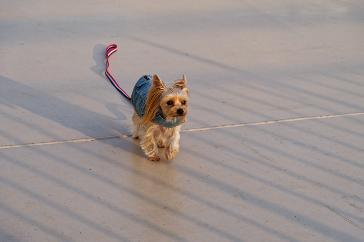 関西から北海道へ！愛犬🐾と楽しむ「新日本海フェリー　けやき」新造船の船旅
