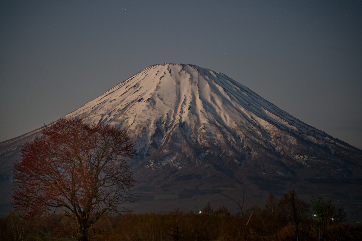 望羊の一本桜