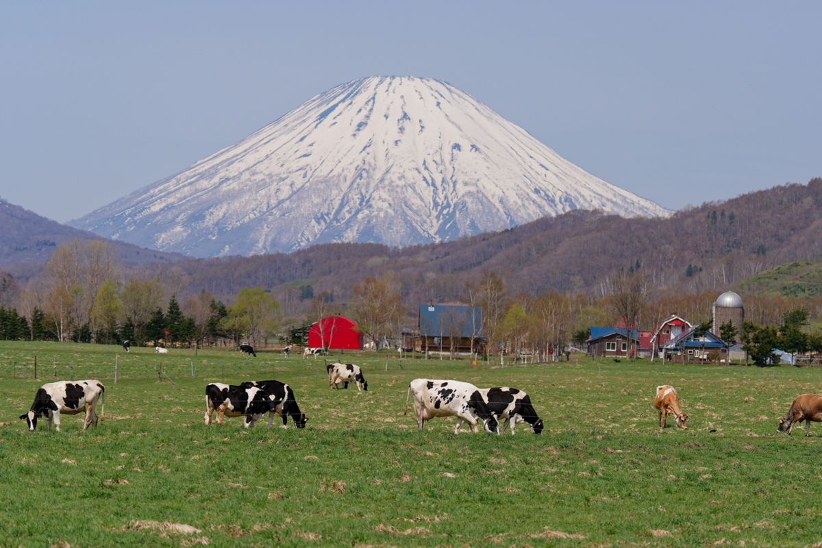 羊蹄山と牧場