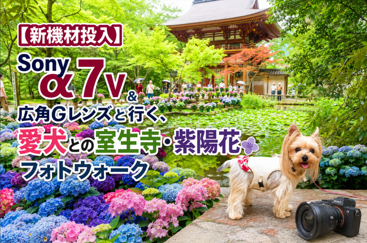 【新機材投入】Sony α7 V ＆ 広角Gレンズと行く、愛犬との室生寺・紫陽花フォトウォーク