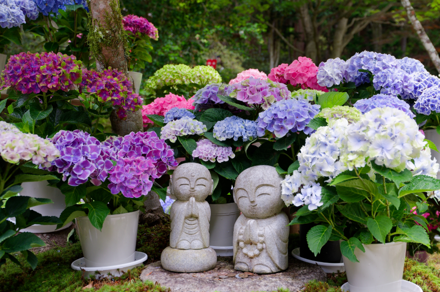 【新機材投入】Sony α7 V ＆ 広角Gレンズと行く、愛犬との室生寺・紫陽花フォトウォーク