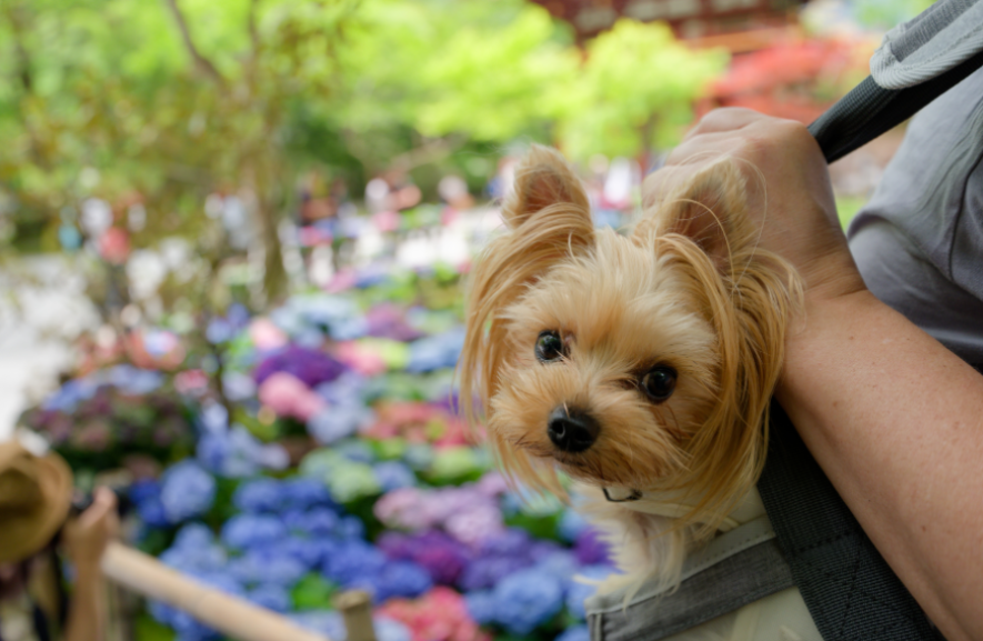 【新機材投入】Sony α7 V ＆ 広角Gレンズと行く、愛犬との室生寺・紫陽花フォトウォーク