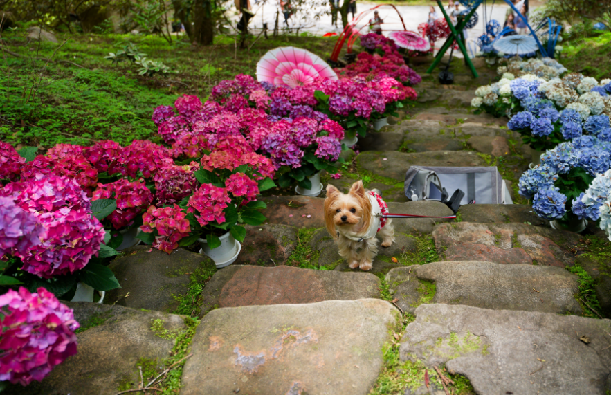 【新機材投入】Sony α7 V ＆ 広角Gレンズと行く、愛犬との室生寺・紫陽花フォトウォーク