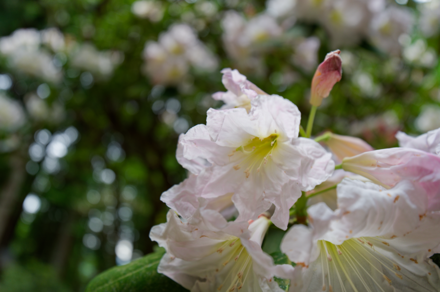 【新機材投入】Sony α7 V ＆ 広角Gレンズと行く、愛犬との室生寺・紫陽花フォトウォーク