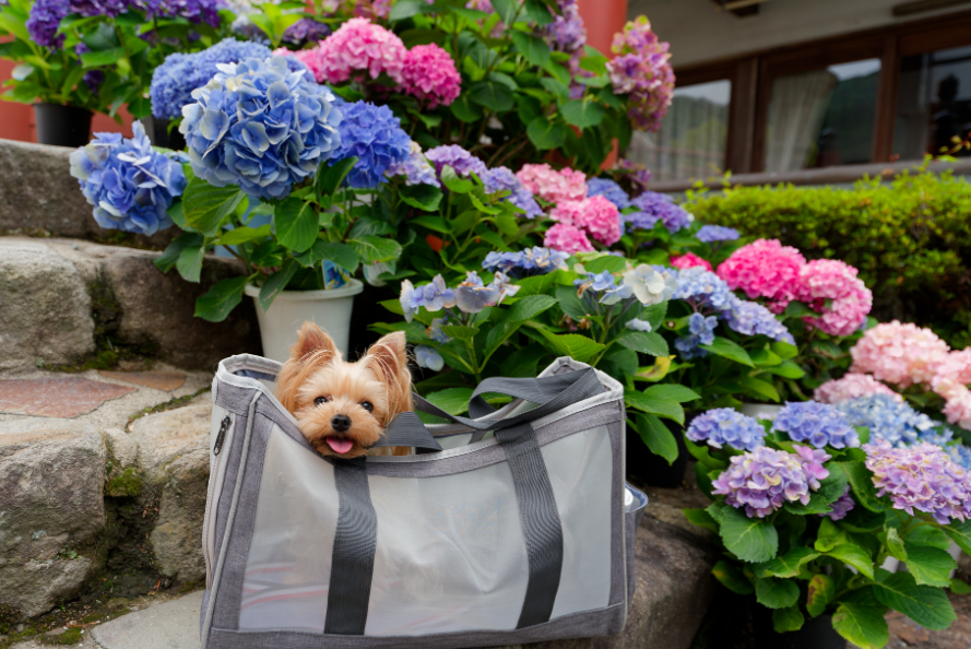 【新機材投入】Sony α7 V ＆ 広角Gレンズと行く、愛犬との室生寺・紫陽花フォトウォーク