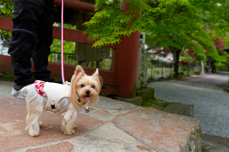 【新機材投入】Sony α7 V ＆ 広角Gレンズと行く、愛犬との室生寺・紫陽花フォトウォーク
