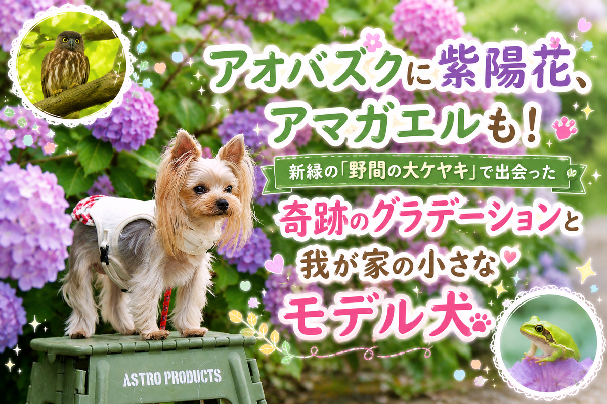 アオバズクに紫陽花、アマガエルも！新緑の「野間の大ケヤキ」で出会った奇跡のグラデーションと我が家の小さなモデル犬