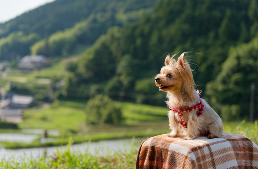 【奈良】愛犬と見つめる奇跡の水鏡。細川の棚田で出会ったドラマチックな夕焼けとマジックアワー