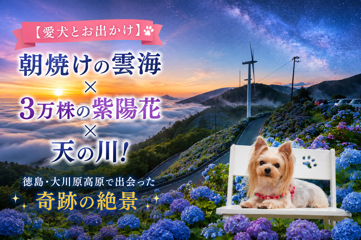 【愛犬とお出かけ】 朝焼けの雲海☁×3万株の紫陽花×天の川🌌！徳島・大川原高原で出会った奇跡の絶景 