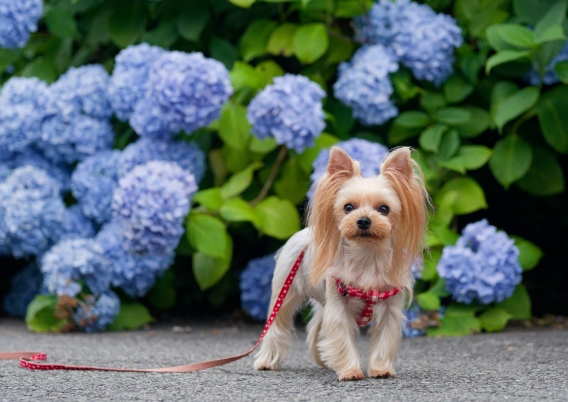 【愛犬とお出かけ】 朝焼けの雲海☁×3万株の紫陽花×天の川🌌！徳島・大川原高原で出会った奇跡の絶景 