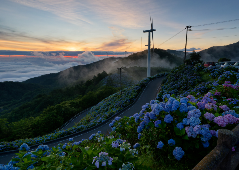 【愛犬とお出かけ】 朝焼けの雲海☁×3万株の紫陽花×天の川🌌！徳島・大川原高原で出会った奇跡の絶景 