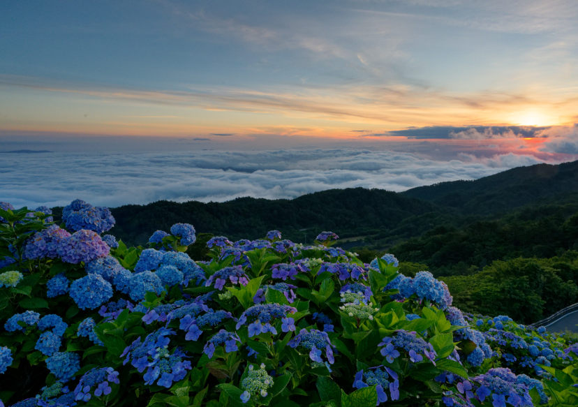 【愛犬とお出かけ】 朝焼けの雲海☁×3万株の紫陽花×天の川🌌！徳島・大川原高原で出会った奇跡の絶景 