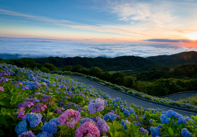 【愛犬とお出かけ】 朝焼けの雲海☁×3万株の紫陽花×天の川🌌！徳島・大川原高原で出会った奇跡の絶景 