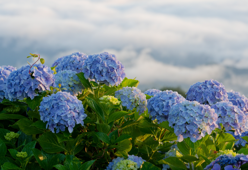 【愛犬とお出かけ】 朝焼けの雲海☁×3万株の紫陽花×天の川🌌！徳島・大川原高原で出会った奇跡の絶景 
