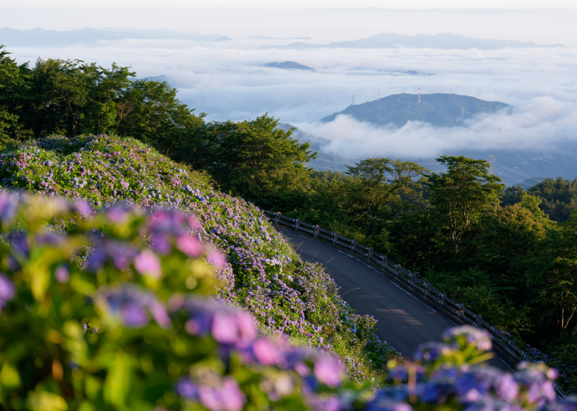 【愛犬とお出かけ】 朝焼けの雲海☁×3万株の紫陽花×天の川🌌！徳島・大川原高原で出会った奇跡の絶景 