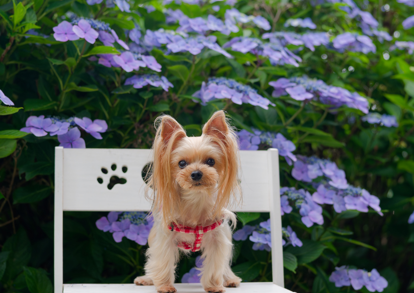 【愛犬とお出かけ】 朝焼けの雲海☁×3万株の紫陽花×天の川🌌！徳島・大川原高原で出会った奇跡の絶景 