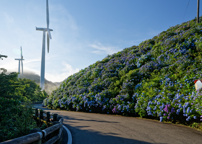 【愛犬とお出かけ】 朝焼けの雲海☁×3万株の紫陽花×天の川🌌！徳島・大川原高原で出会った奇跡の絶景 