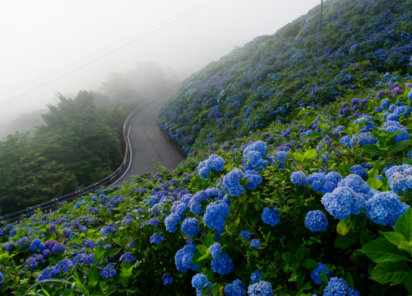 【愛犬とお出かけ】 朝焼けの雲海☁×3万株の紫陽花×天の川🌌！徳島・大川原高原で出会った奇跡の絶景 