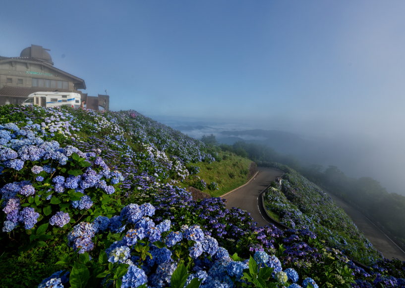 【愛犬とお出かけ】 朝焼けの雲海☁×3万株の紫陽花×天の川🌌！徳島・大川原高原で出会った奇跡の絶景 