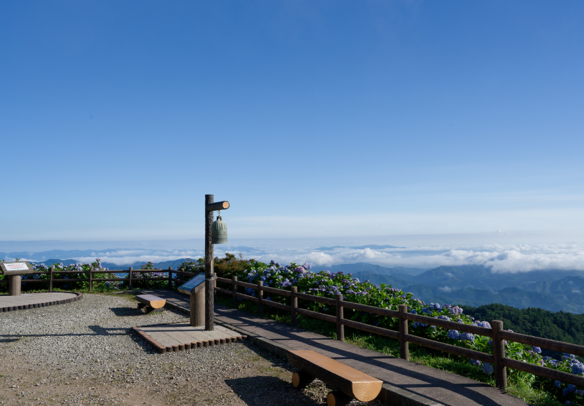 【愛犬とお出かけ】 朝焼けの雲海☁×3万株の紫陽花×天の川🌌！徳島・大川原高原で出会った奇跡の絶景 