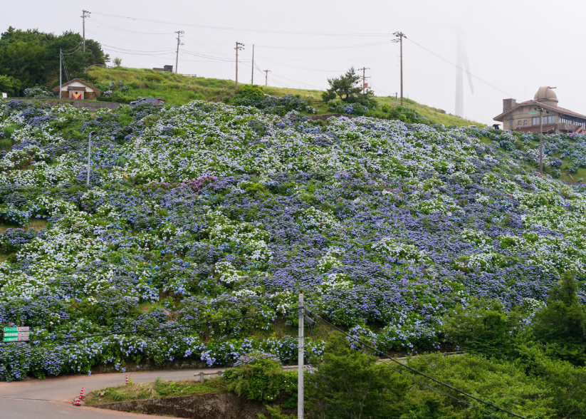 【愛犬とお出かけ】 朝焼けの雲海☁×3万株の紫陽花×天の川🌌！徳島・大川原高原で出会った奇跡の絶景 