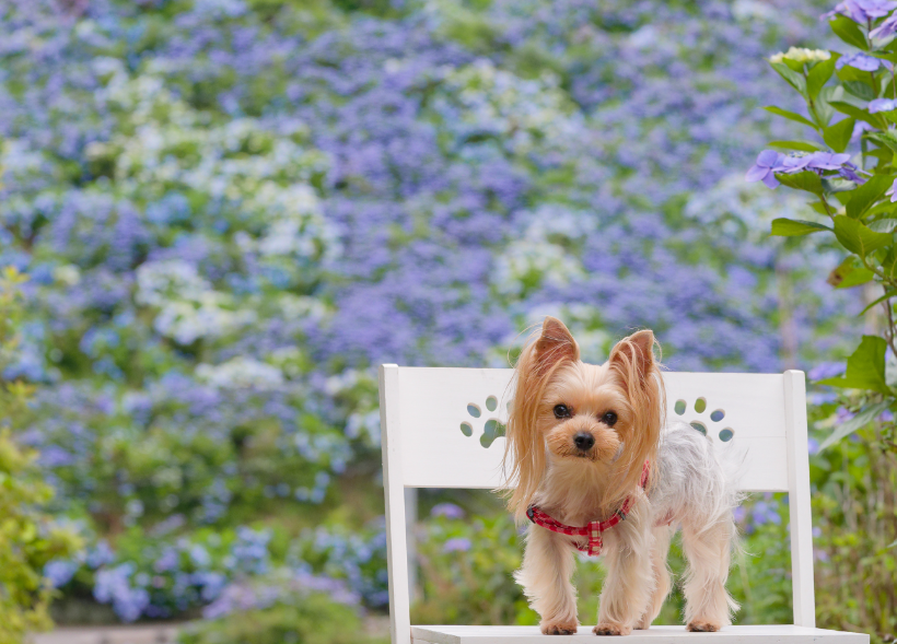 【愛犬とお出かけ】 朝焼けの雲海☁×3万株の紫陽花×天の川🌌！徳島・大川原高原で出会った奇跡の絶景 