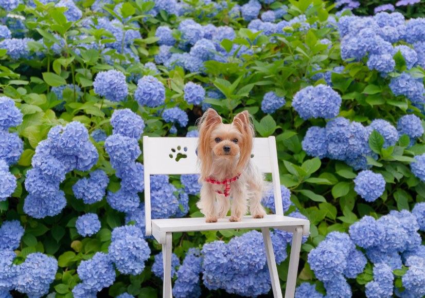 【愛犬とお出かけ】 朝焼けの雲海☁×3万株の紫陽花×天の川🌌！徳島・大川原高原で出会った奇跡の絶景 