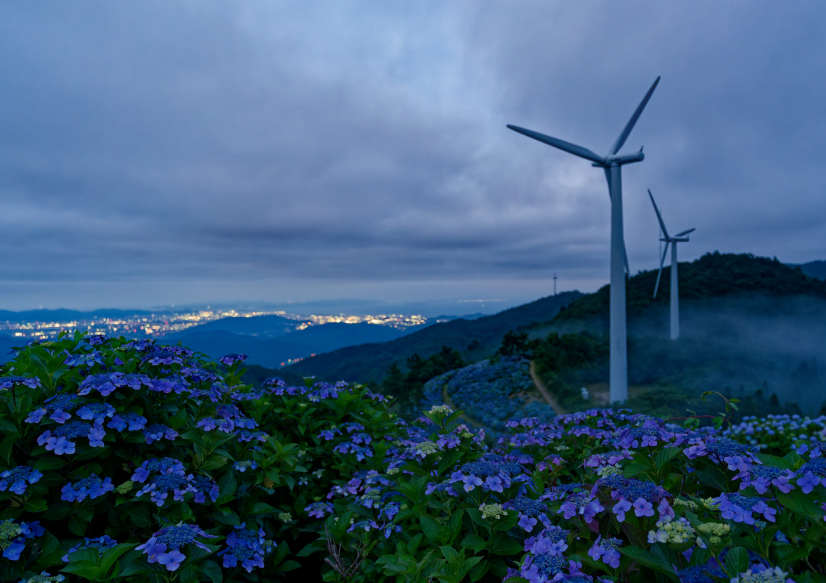 【愛犬とお出かけ】 朝焼けの雲海☁×3万株の紫陽花×天の川🌌！徳島・大川原高原で出会った奇跡の絶景 
