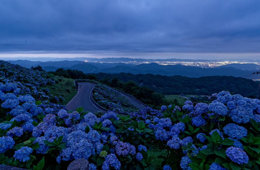 【愛犬とお出かけ】 朝焼けの雲海☁×3万株の紫陽花×天の川🌌！徳島・大川原高原で出会った奇跡の絶景 