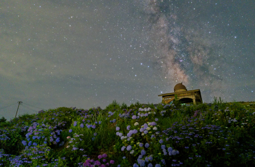 【愛犬とお出かけ】 朝焼けの雲海☁×3万株の紫陽花×天の川🌌！徳島・大川原高原で出会った奇跡の絶景 