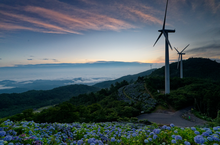 【愛犬とお出かけ】 朝焼けの雲海☁×3万株の紫陽花×天の川🌌！徳島・大川原高原で出会った奇跡の絶景 
