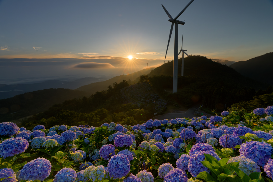 【愛犬とお出かけ】 朝焼けの雲海☁×3万株の紫陽花×天の川🌌！徳島・大川原高原で出会った奇跡の絶景 