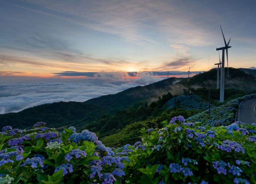 【愛犬とお出かけ】 朝焼けの雲海×3万株の紫陽花×天の川！徳島・大川原高原で出会った奇跡の絶景 