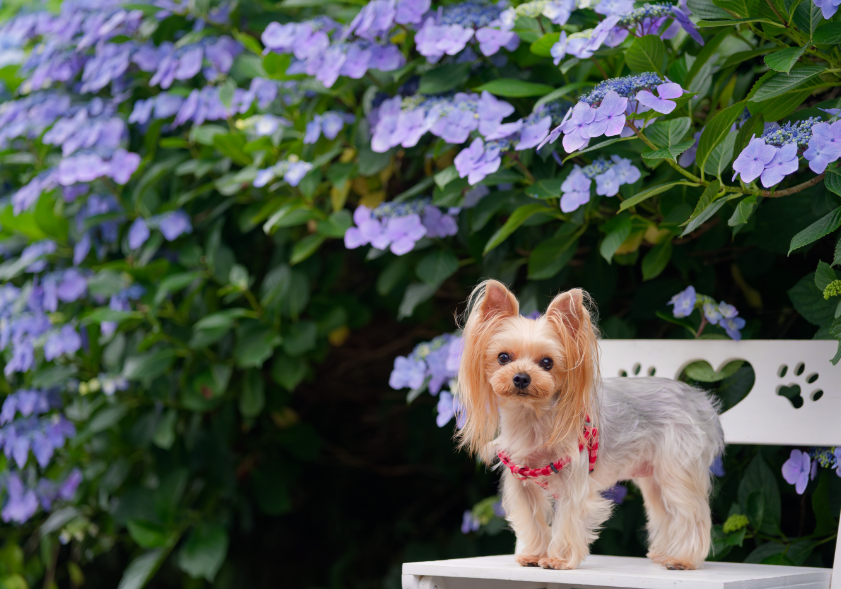 【愛犬とお出かけ】 朝焼けの雲海×3万株の紫陽花×天の川！徳島・大川原高原で出会った奇跡の絶景 