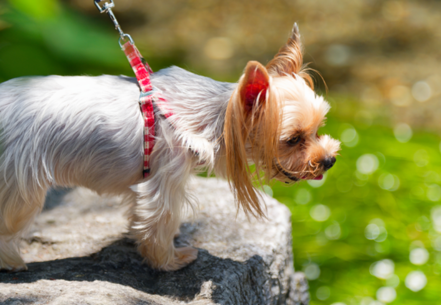 愛犬と一緒に真夏の醒ヶ井へ！地蔵川の清らかな梅花藻とひんやりスイカに癒される旅 