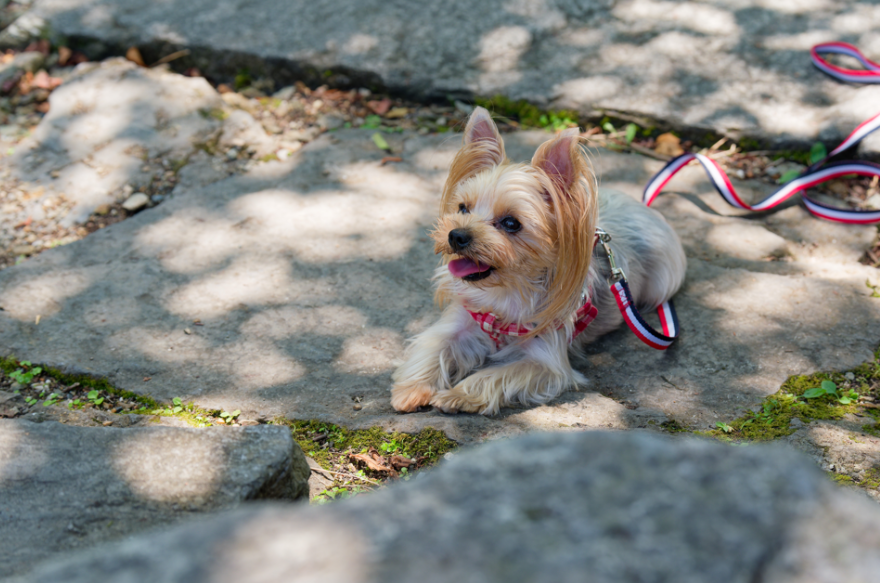 愛犬と一緒に真夏の醒ヶ井へ！地蔵川の清らかな梅花藻とひんやりスイカに癒される旅 