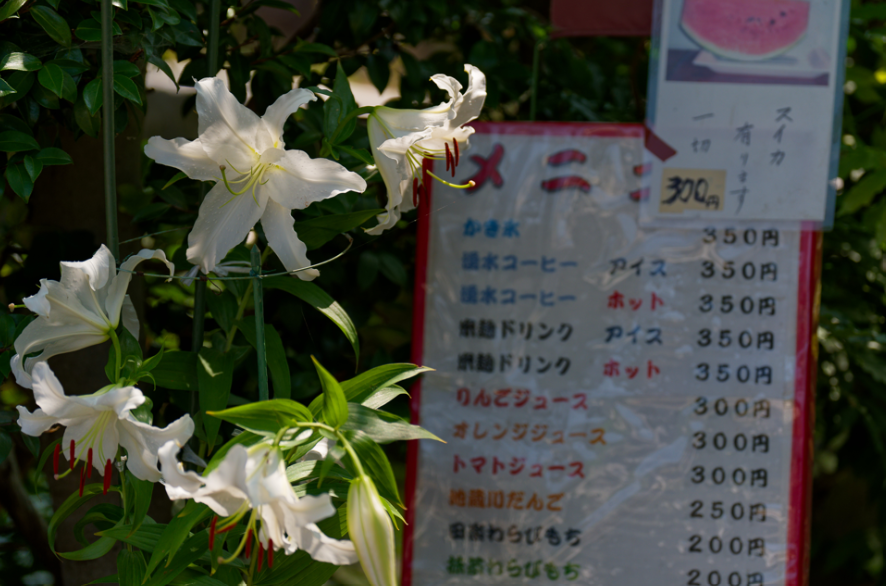 愛犬と一緒に真夏の醒ヶ井へ！地蔵川の清らかな梅花藻とひんやりスイカに癒される旅 