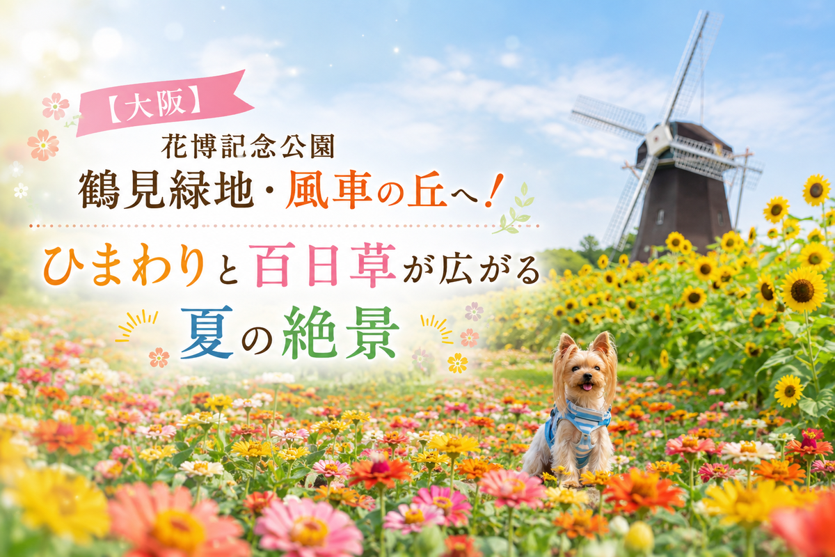 【大阪】花博記念公園鶴見緑地・風車の丘へ！ひまわりと百日草が広がる夏の絶景