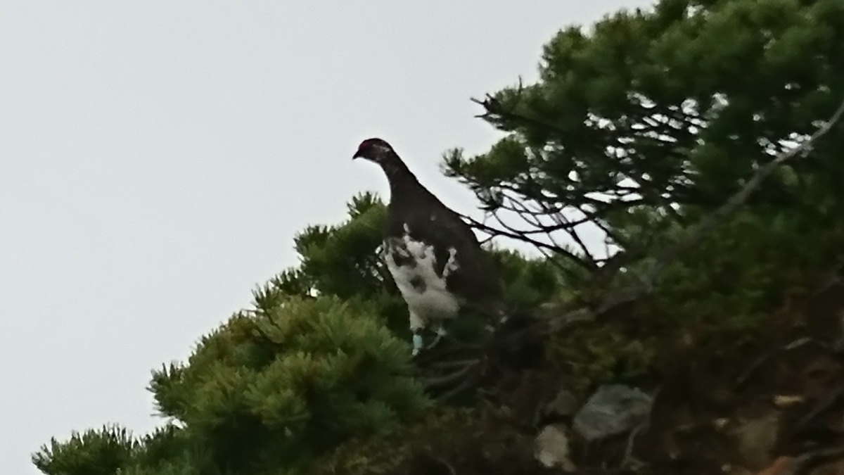 f:id:fluit_sumisumi:20190705154507j:plain